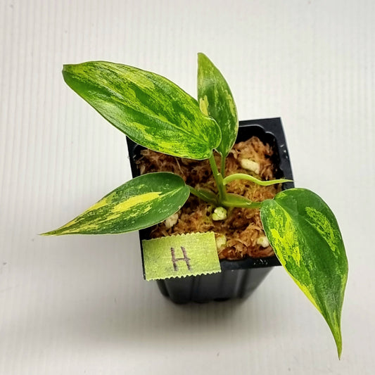 Philodendron squamiferum X P. Florida Beauty Variegated