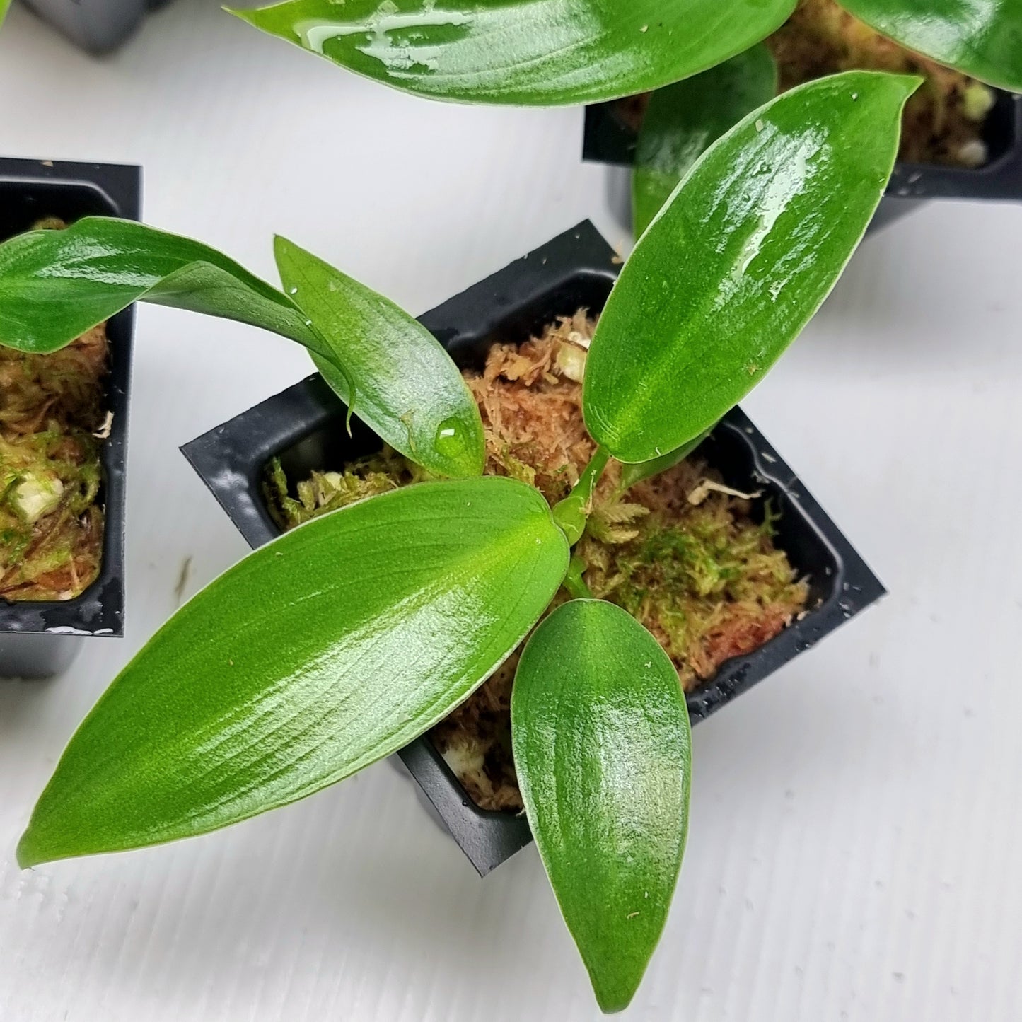 Philodendron Jose Buono x P. martianum