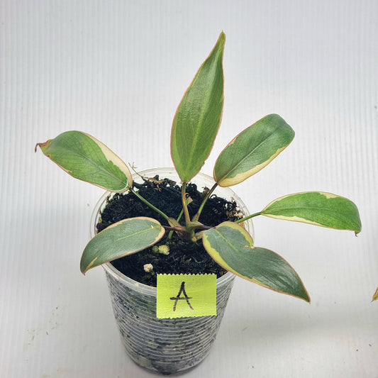 Philodendron atabapoense Variegated