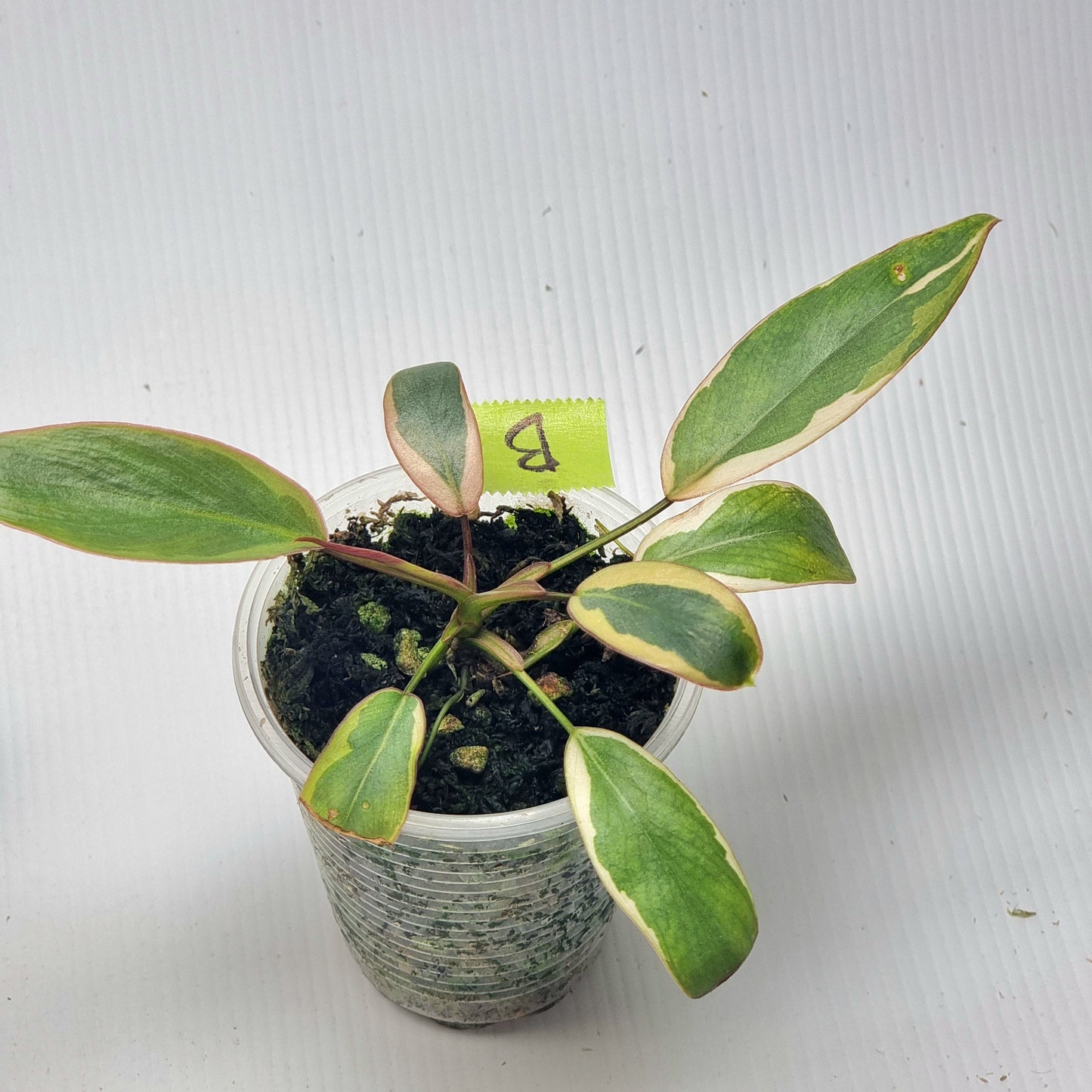 Philodendron atabapoense Variegated