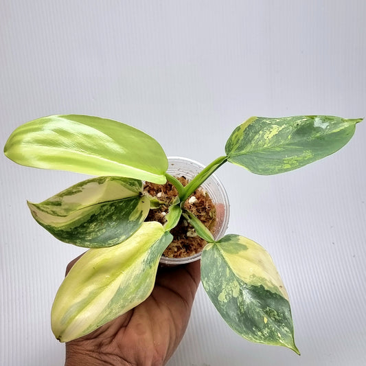 Philodendron Silver Sword Variegated