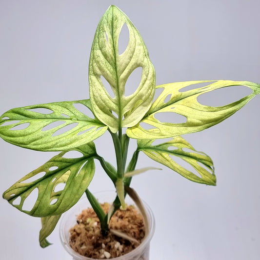 Monstera adansonii "Archipelago" Mint variegated