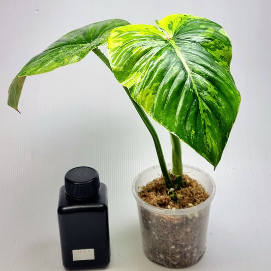 Philodendron plowmanii Variegated
