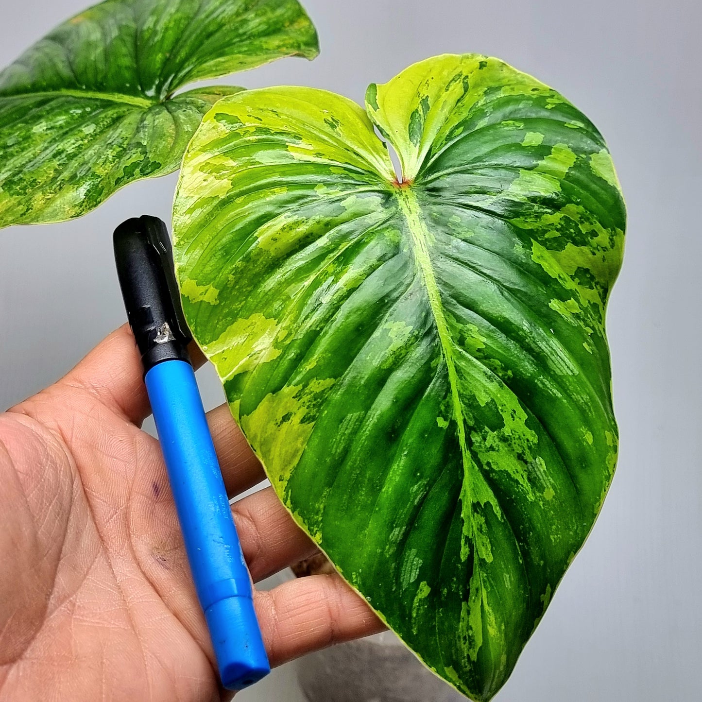 Philodendron plowmanii Variegated