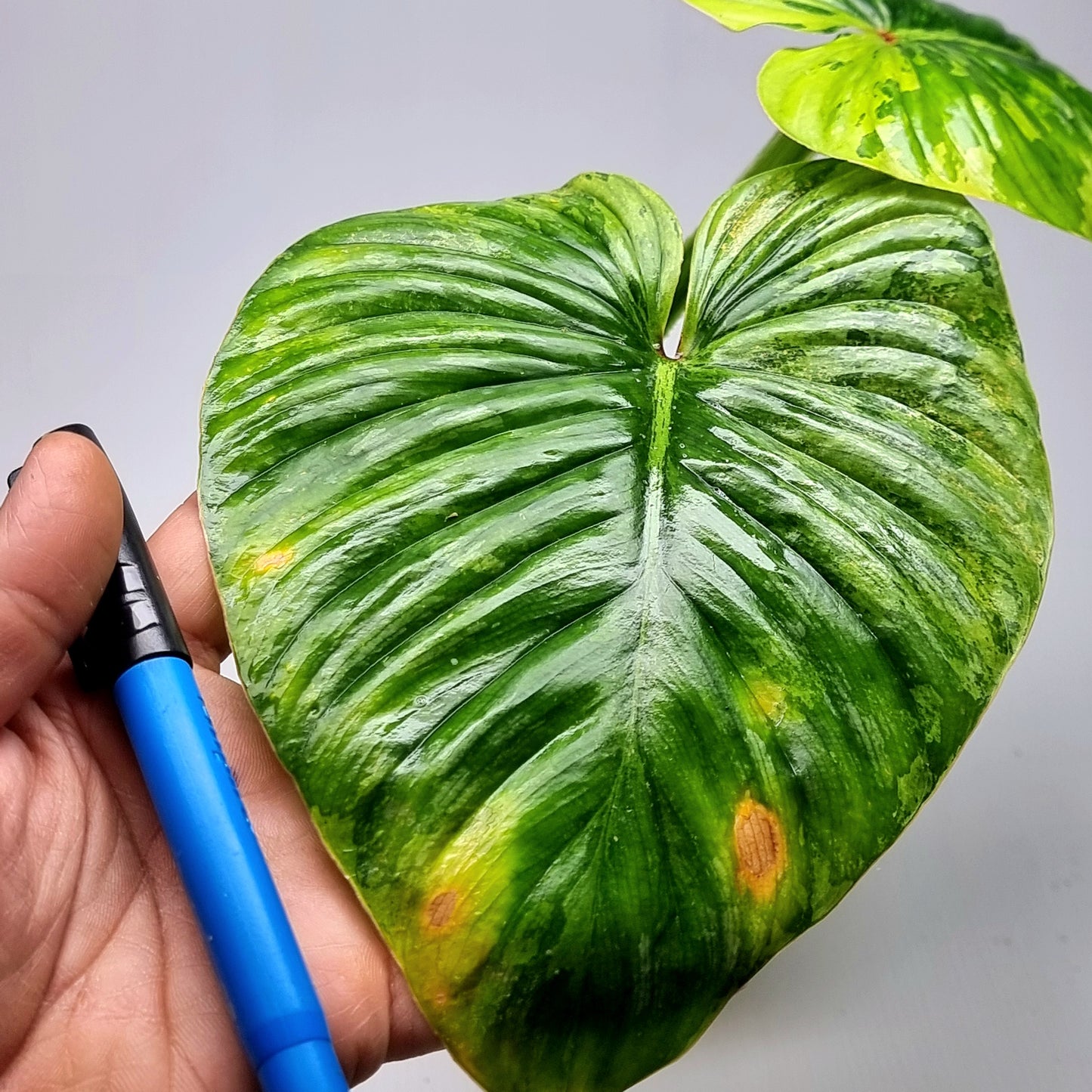 Philodendron plowmanii Variegated