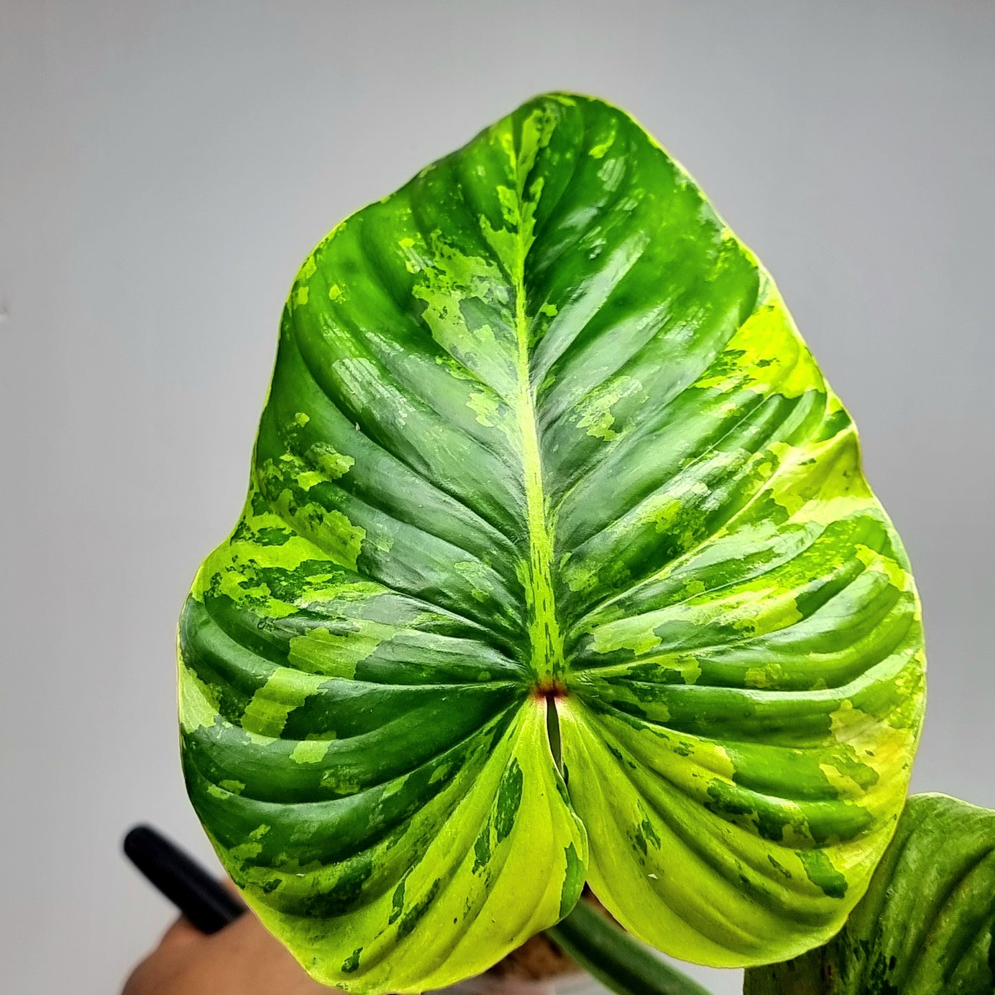 Philodendron plowmanii Variegated