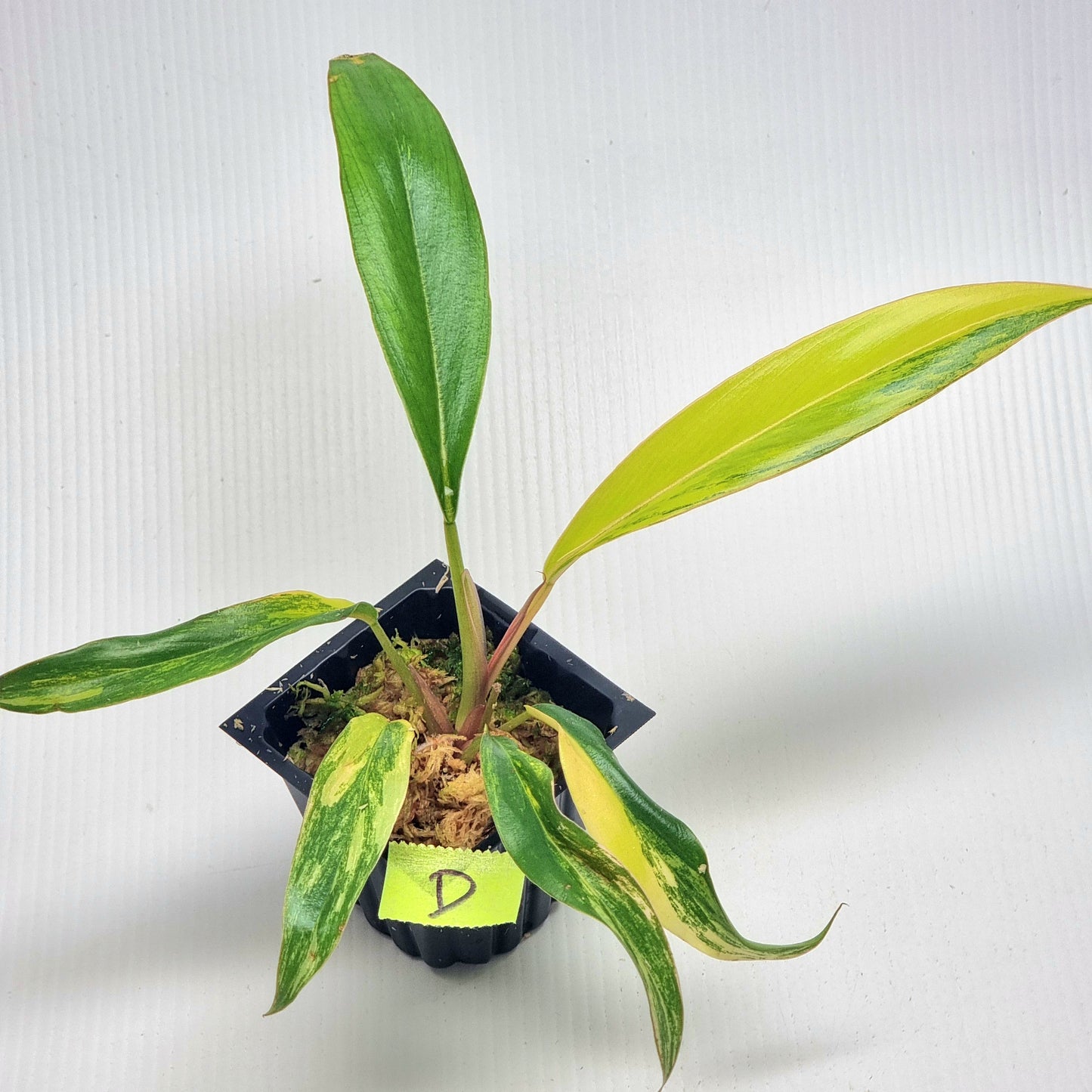 Philodendron Caramel Marble