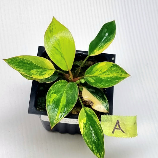 Philodendron Red Congo Variegated