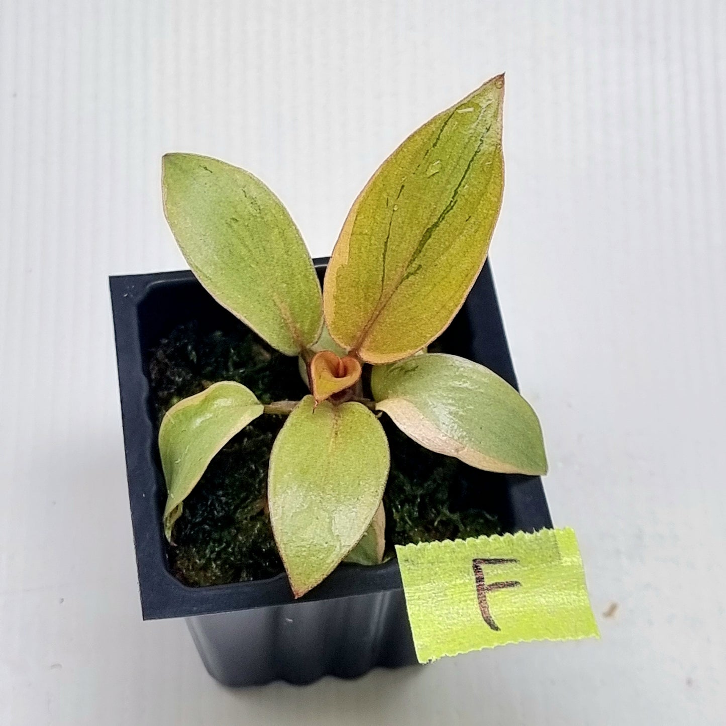 Philodendron Black cardinal var no.2