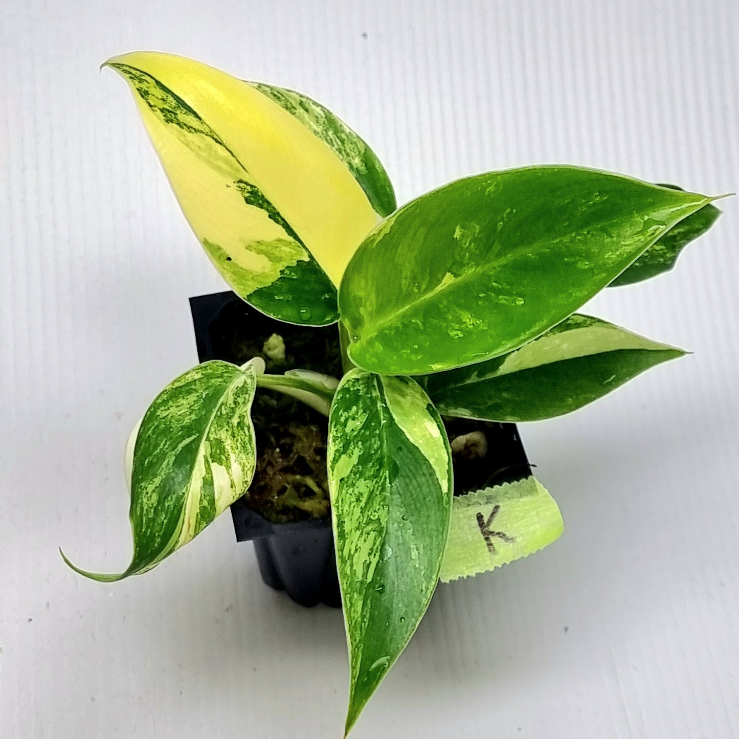 Philodendron Imperial Green Variegated