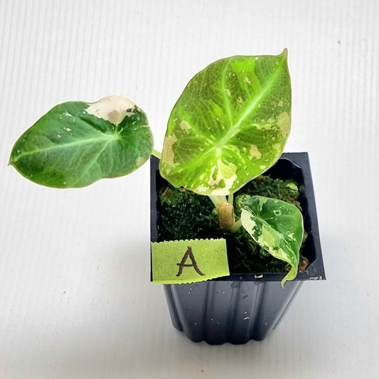 Alocasia black velvet Pink Variegated