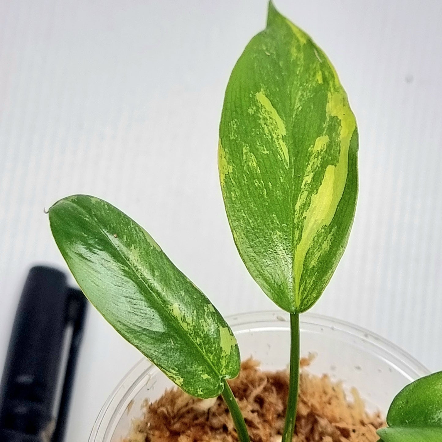 Philodendron Florida Beauty x Paraiso Verde Variegated