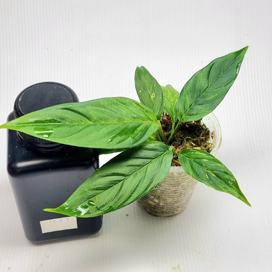 Philodendron squamipetiolatum