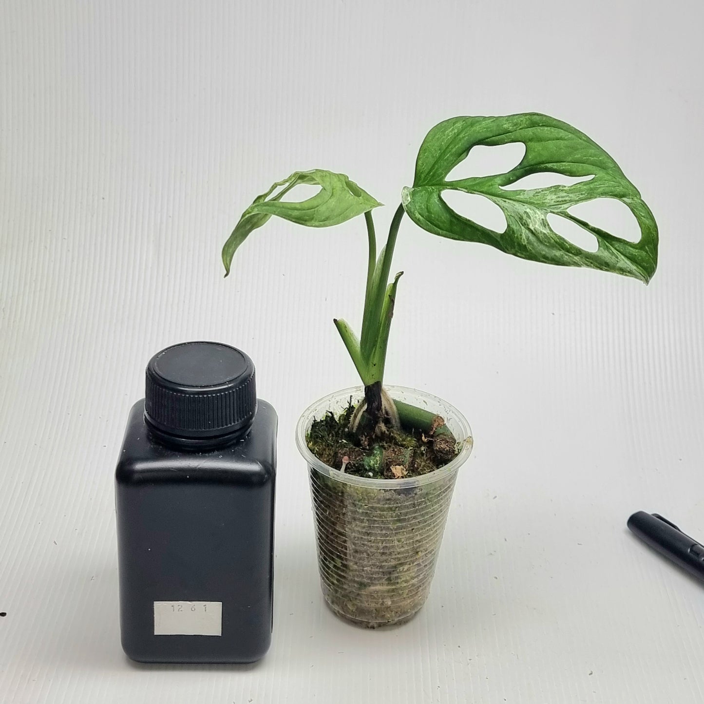 Monstera sp 'Indonesian Mint'