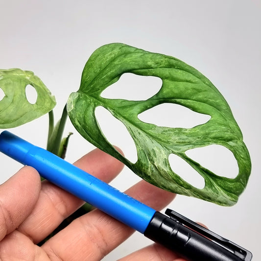 Monstera sp 'Indonesian Mint'