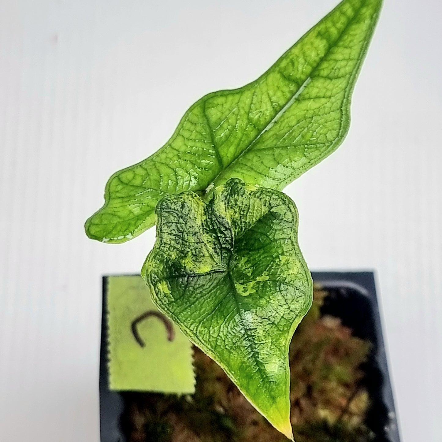 Alocasia Jacklyn Variegated