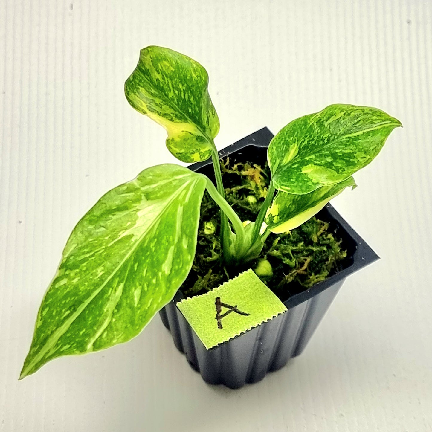 Monstera Electrolyte