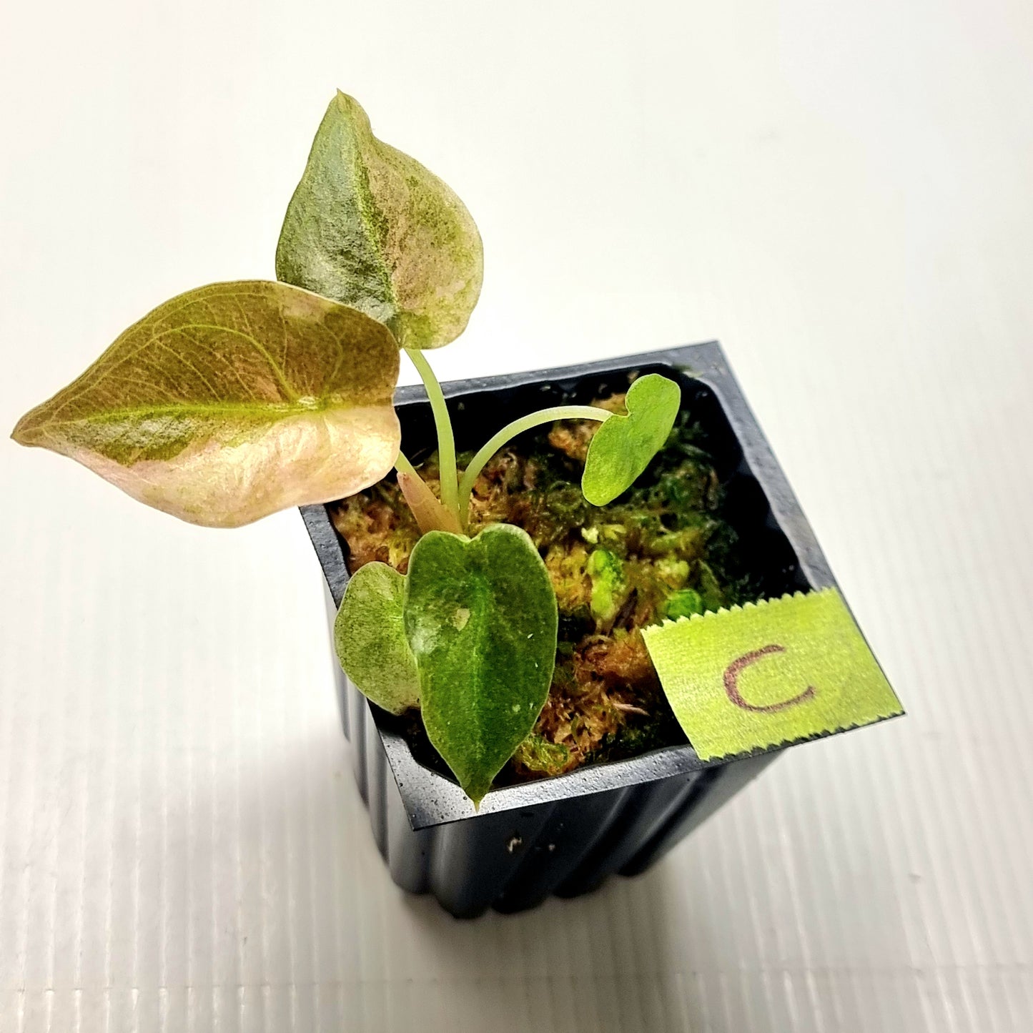 Alocasia cuprea Variegated
