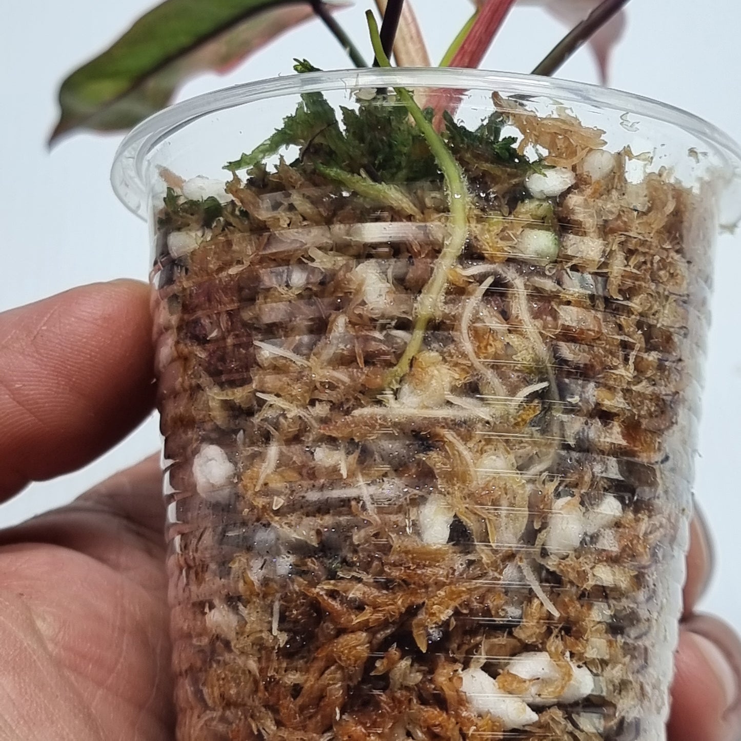 Philodendron atabapoense Pink Variegated