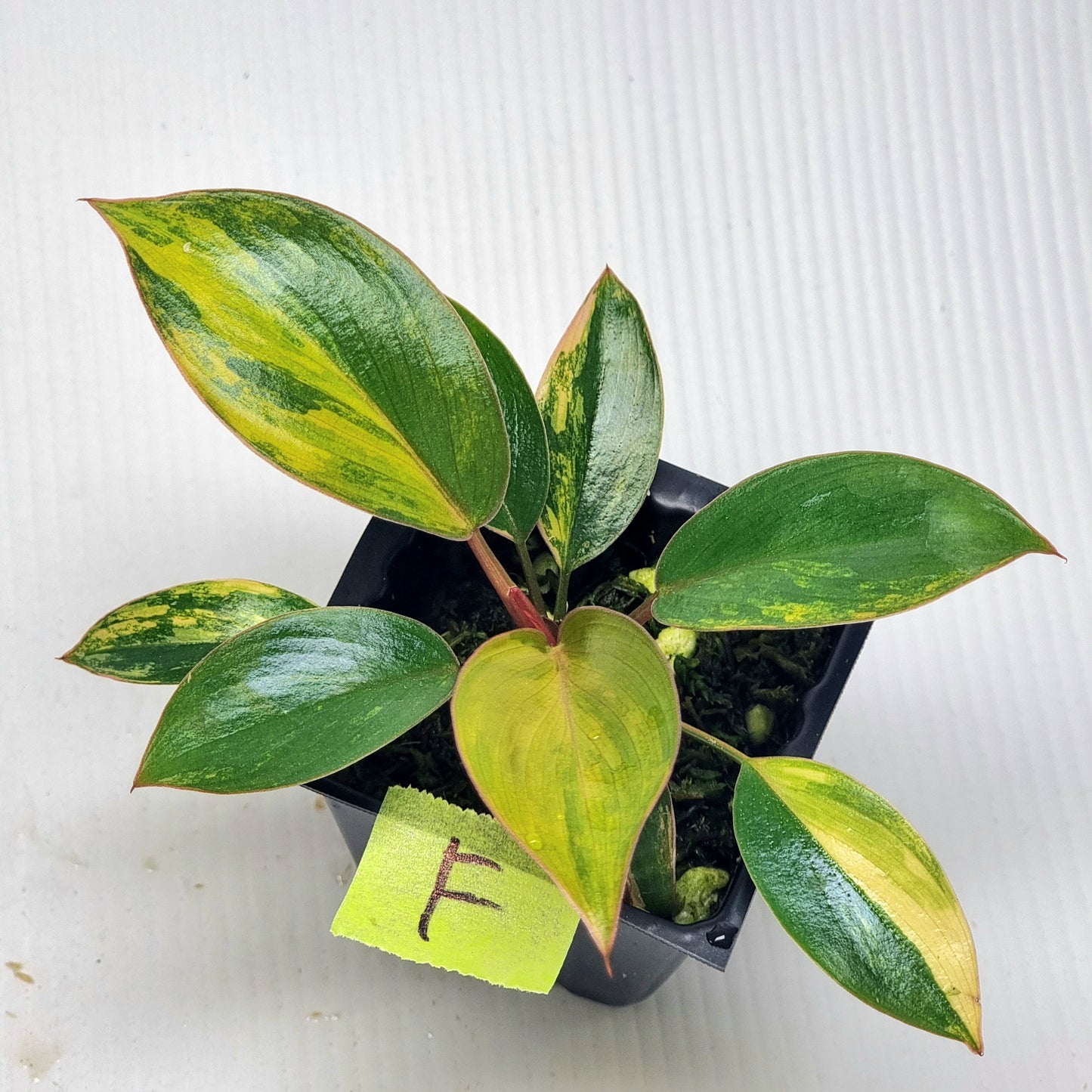 Philodendron Red Congo Variegated