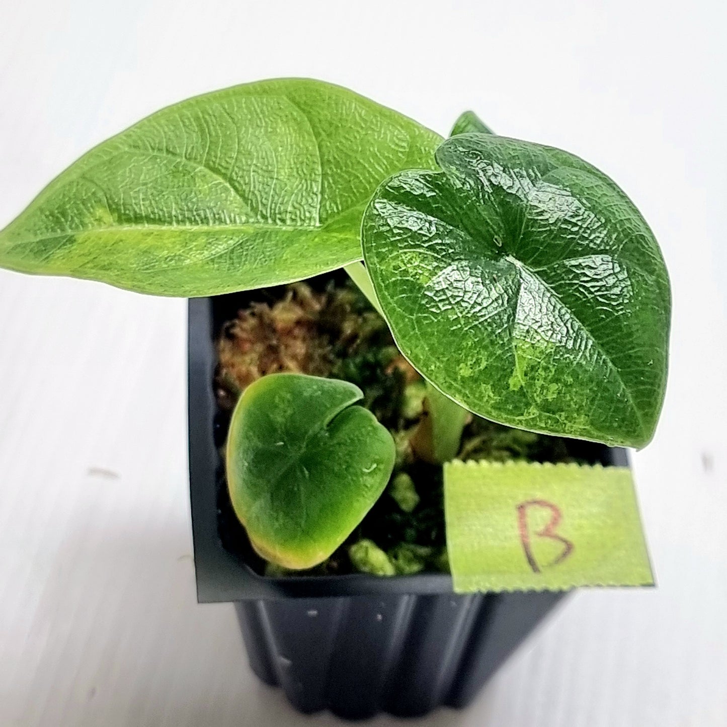 Alocasia melo Aurea variegated