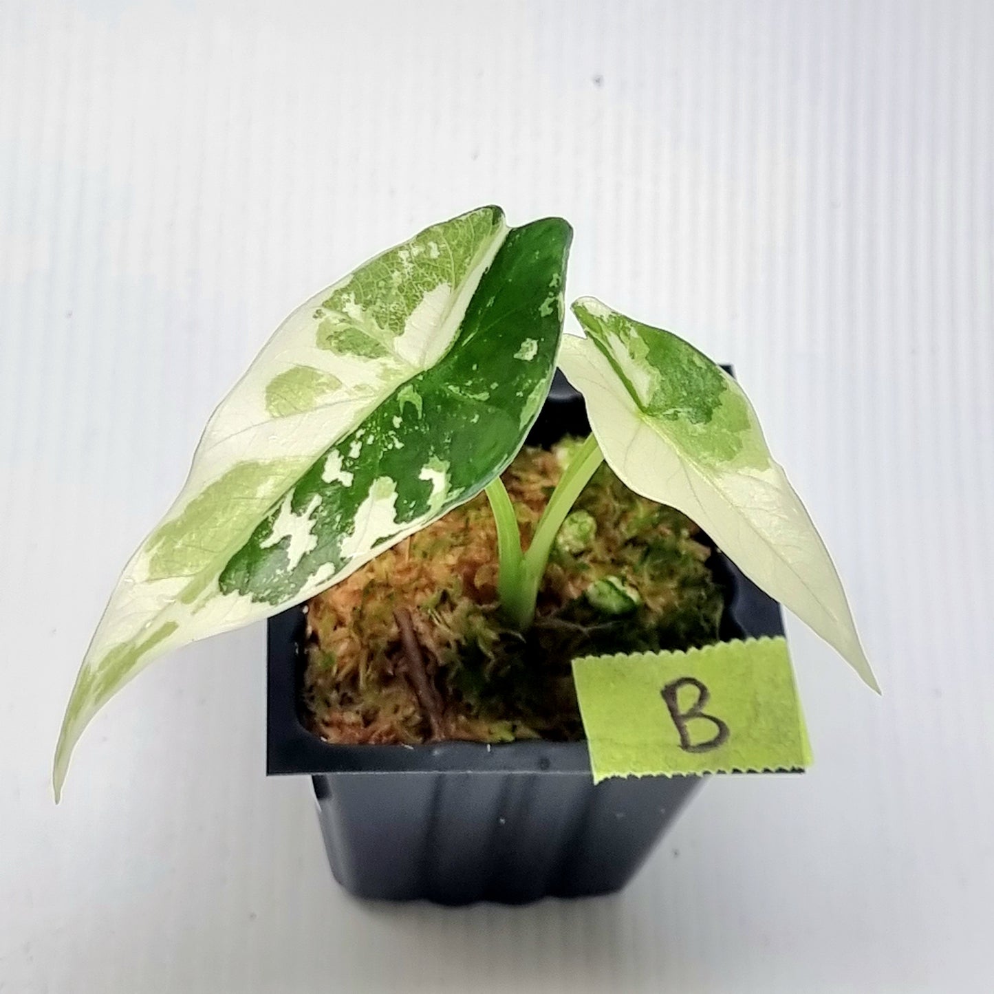 Alocasia Simpo Albo Variegated