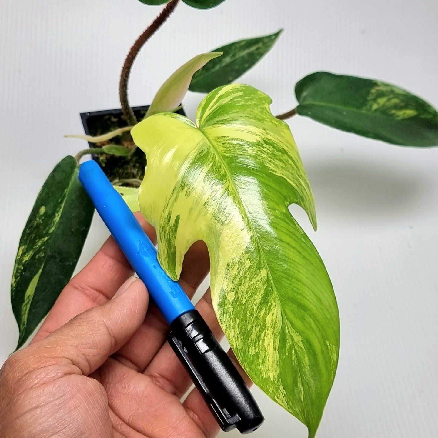 Philodendron squamiferum X P. Florida Beauty Variegated