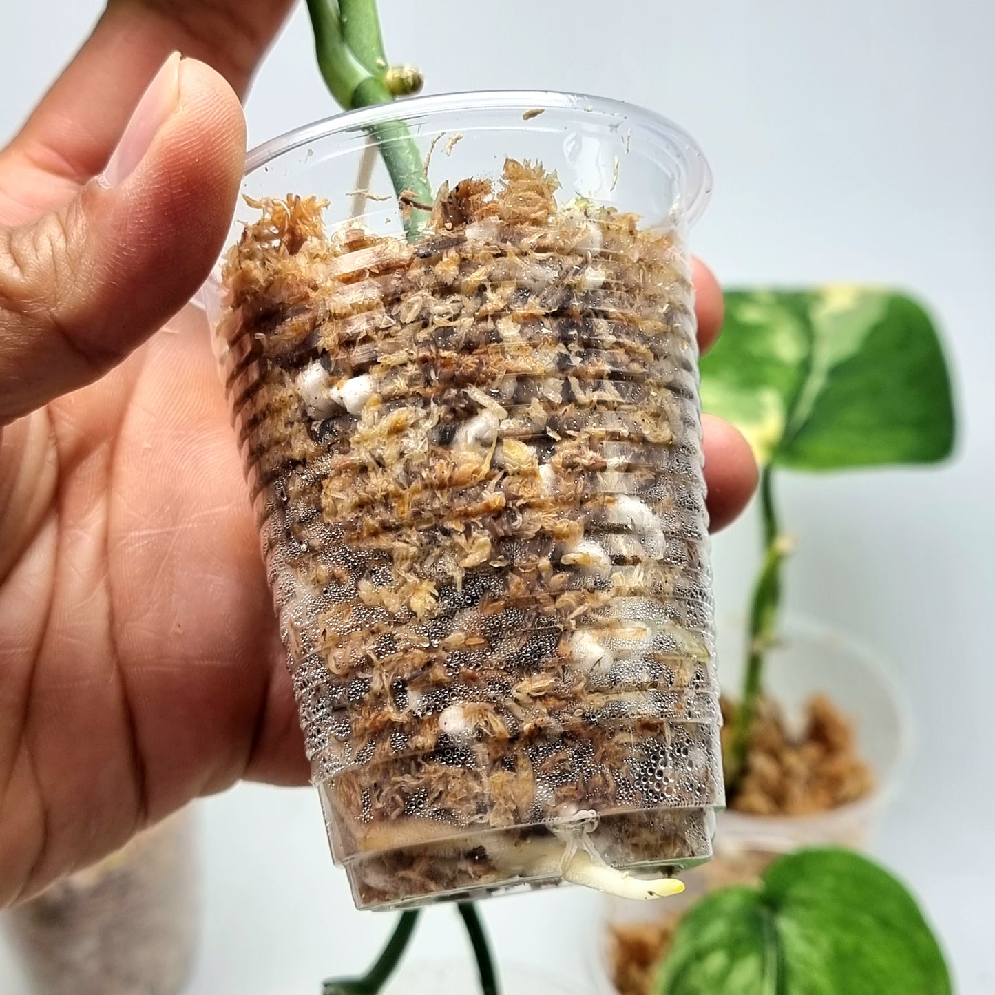 Scindapsus Jade Satin Aurea Variegated, Rooted Cutting