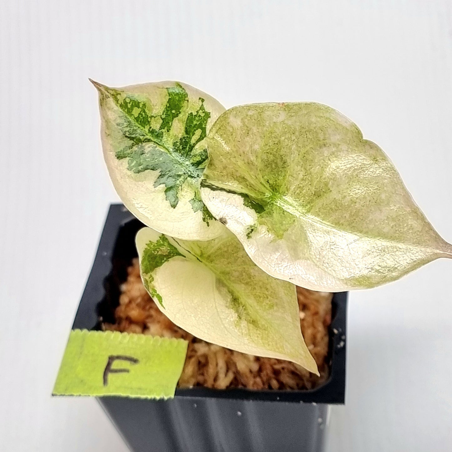 Alocasia cuprea True Pink Variegated