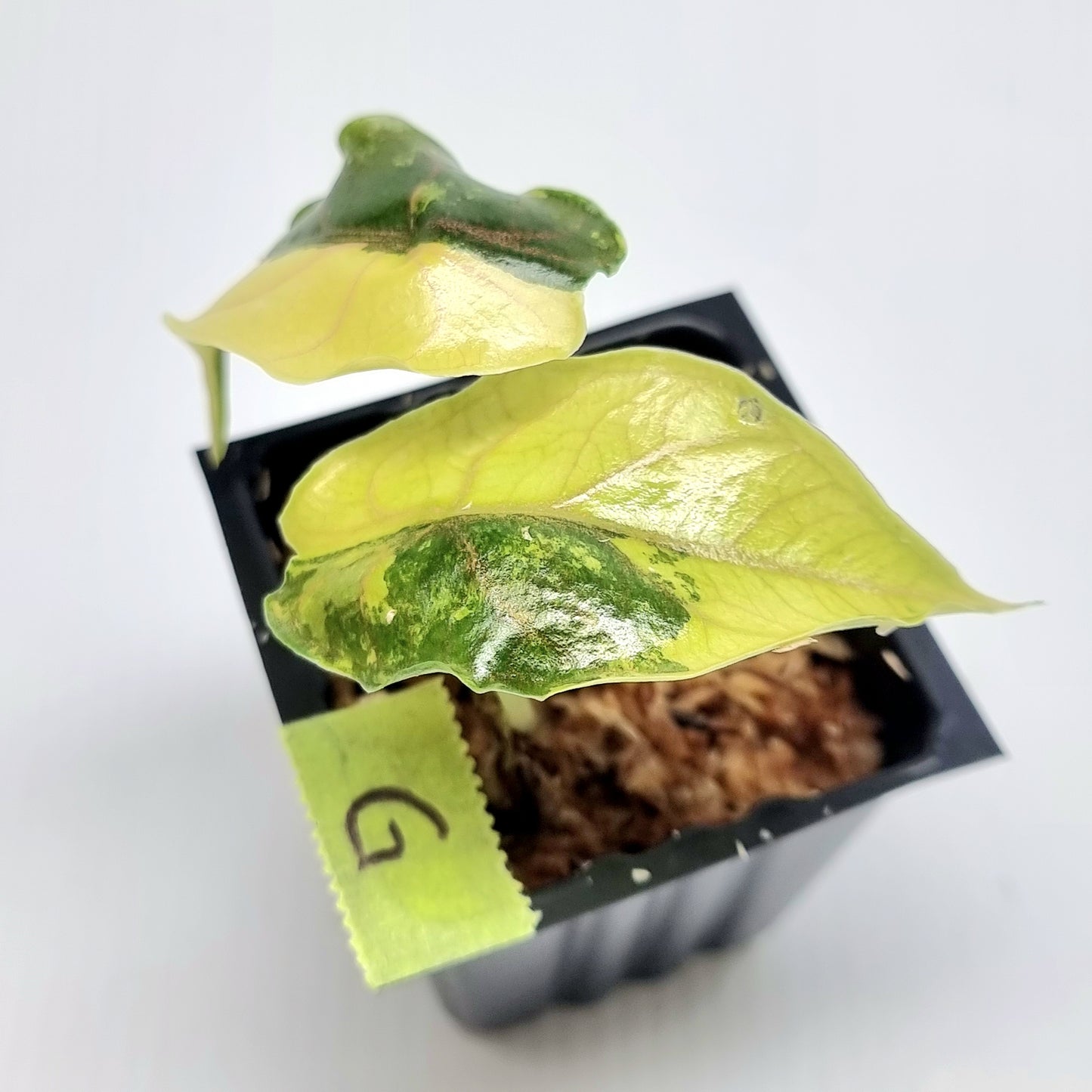 Alocasia azlanii Aurea Variegated