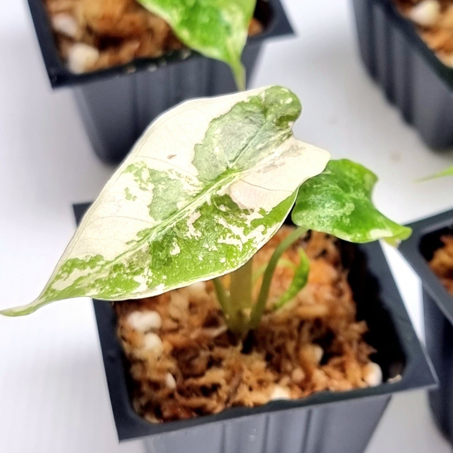 Alocasia Amazonica Polly Pink Variegated