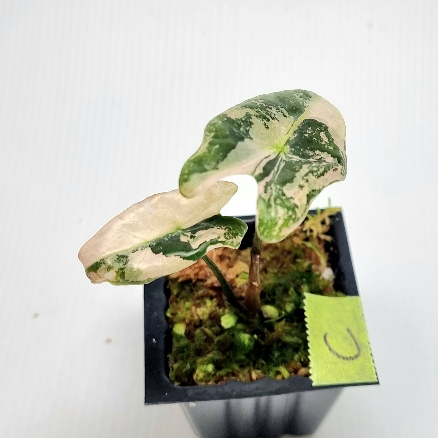 Alocasia sanderiana "Nobilis" Pink Variegated