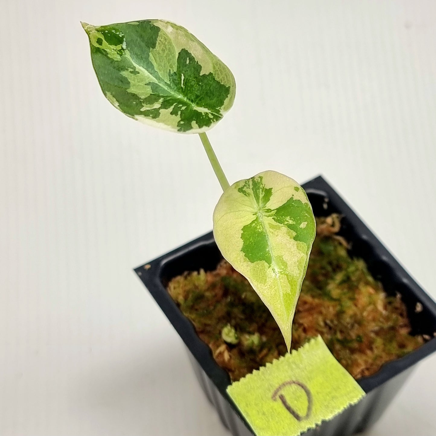 Alocasia black velvet Pink Variegated