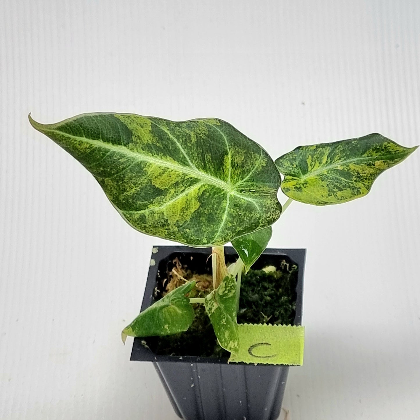 Alocasia Black Velvet Gold Variegated