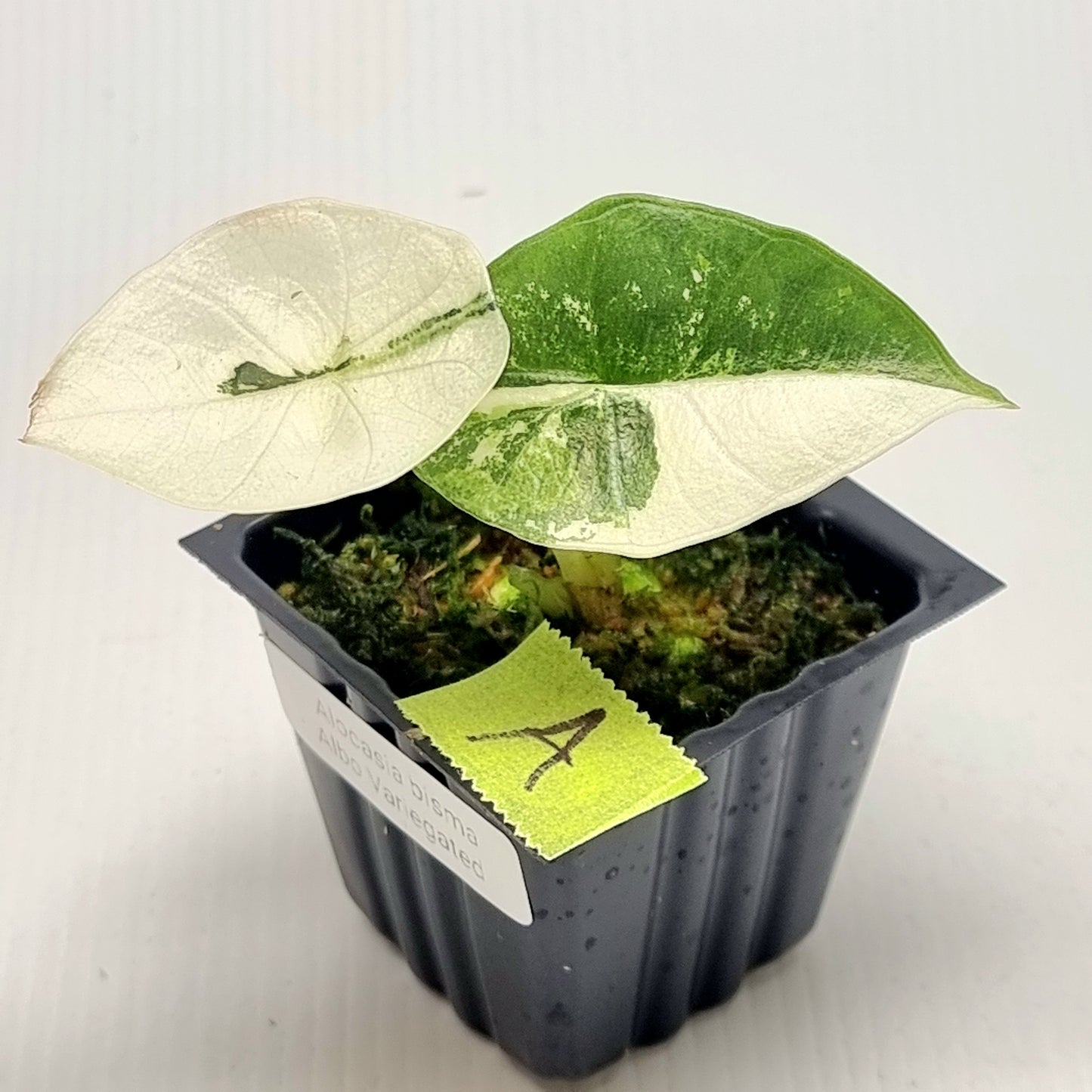 Alocasia Platinum/Bisma Albo Variegated