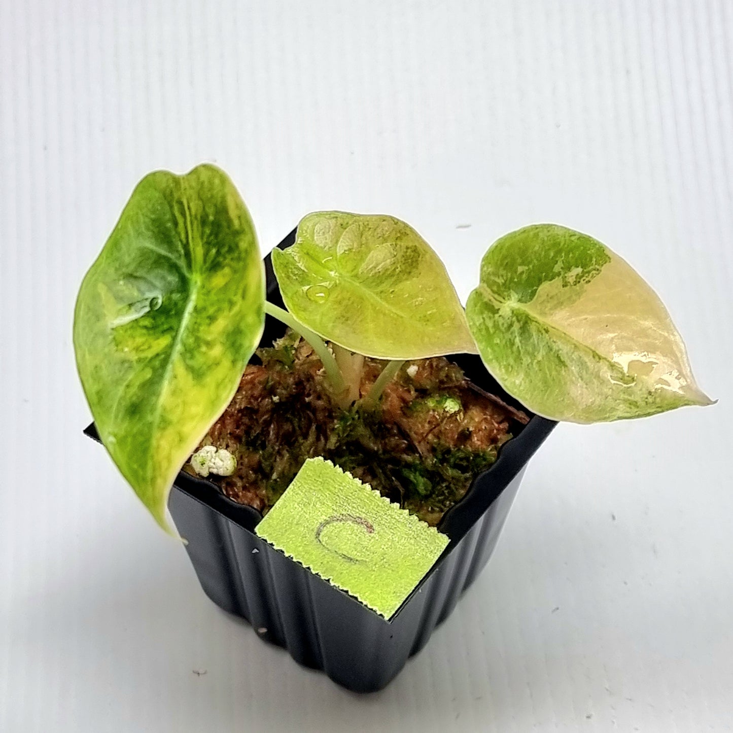 Alocasia sedenii Aurea Variegated