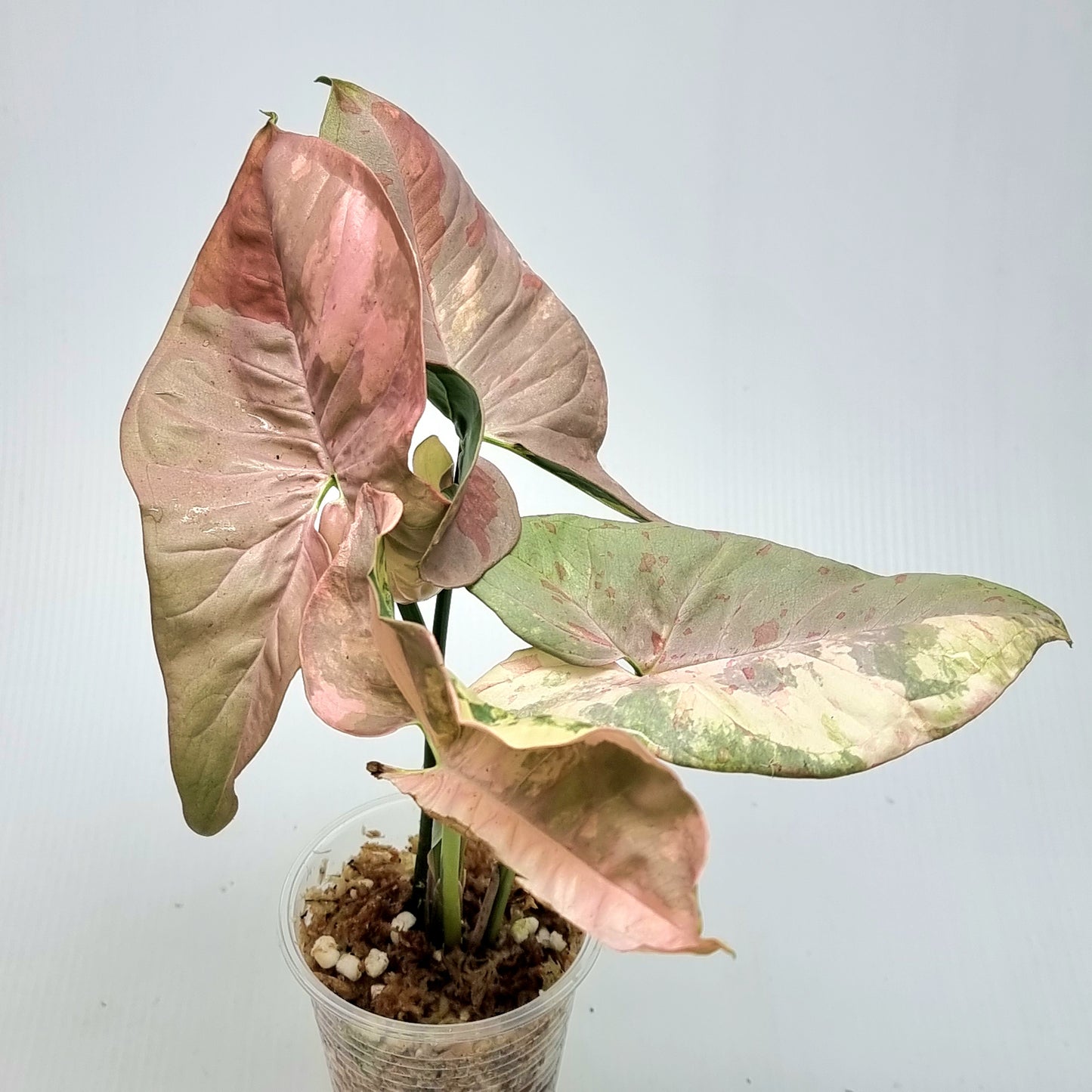 Syngonium Pink Spot Variegated