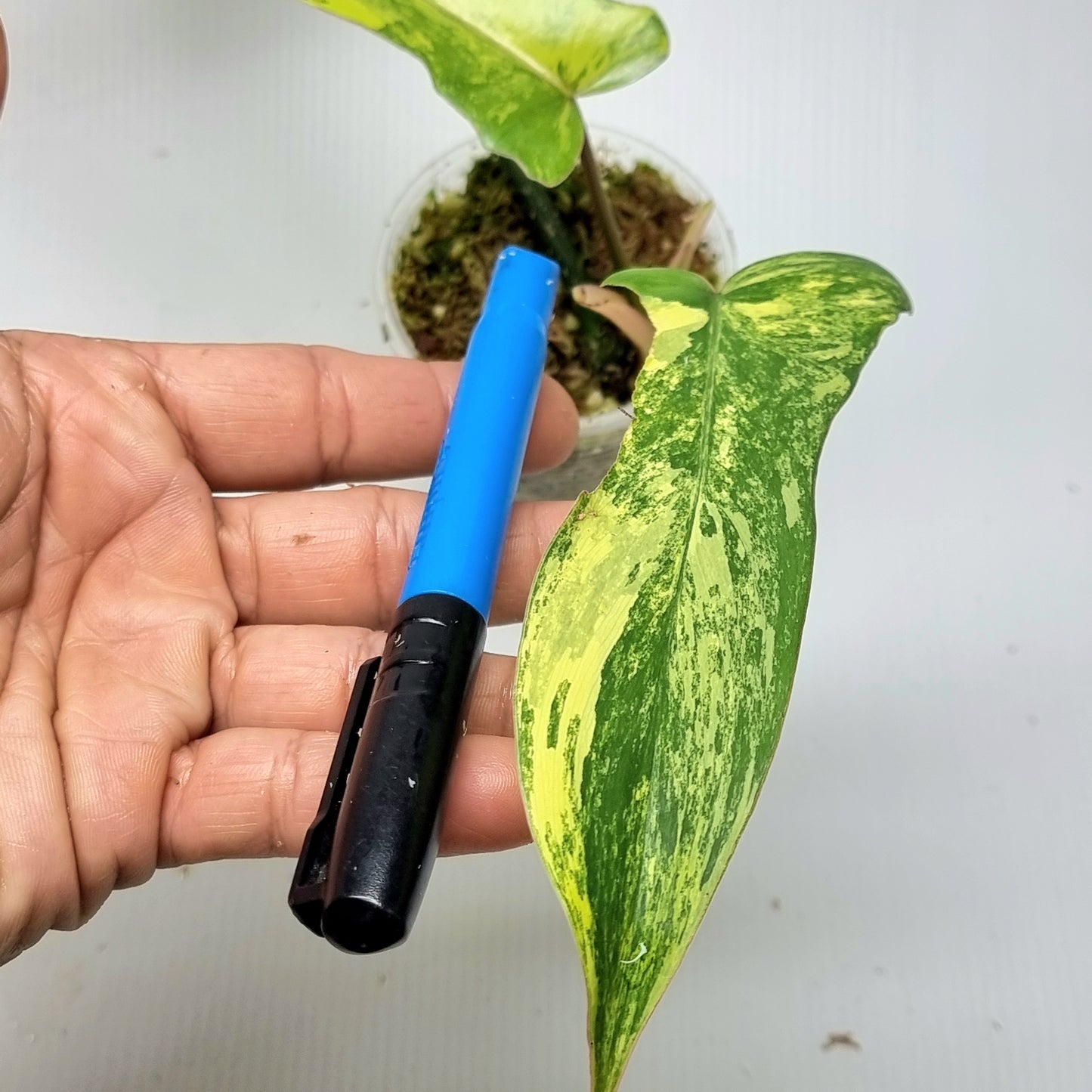 Philodendron Florida Beauty x P. mayoi Variegated, M