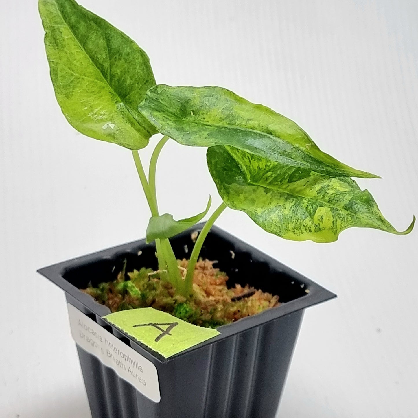 Alocasia Dragon's Breath Aurea Variegated