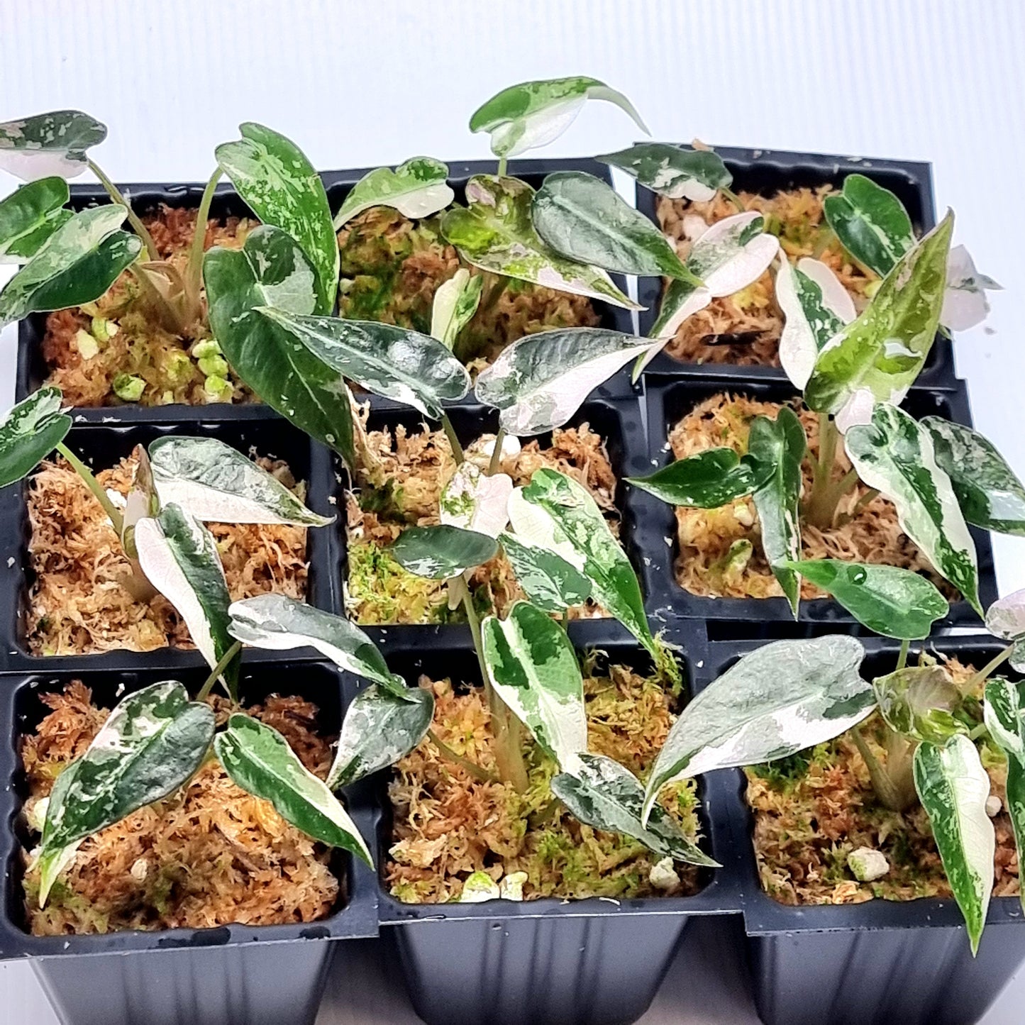 Alocasia Bambino Pink Variegated