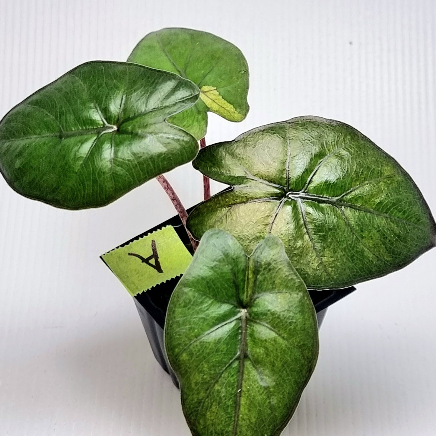 Alocasia Yucatan Princess LOW Variegated