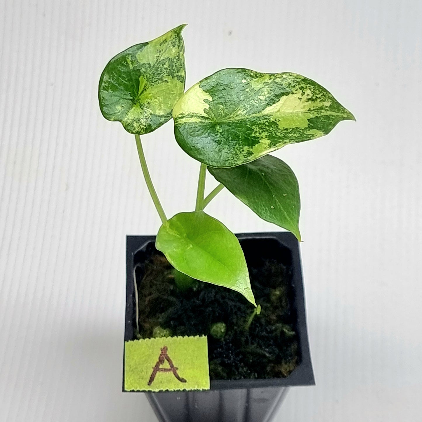 Alocasia sinuata Albo Variegated