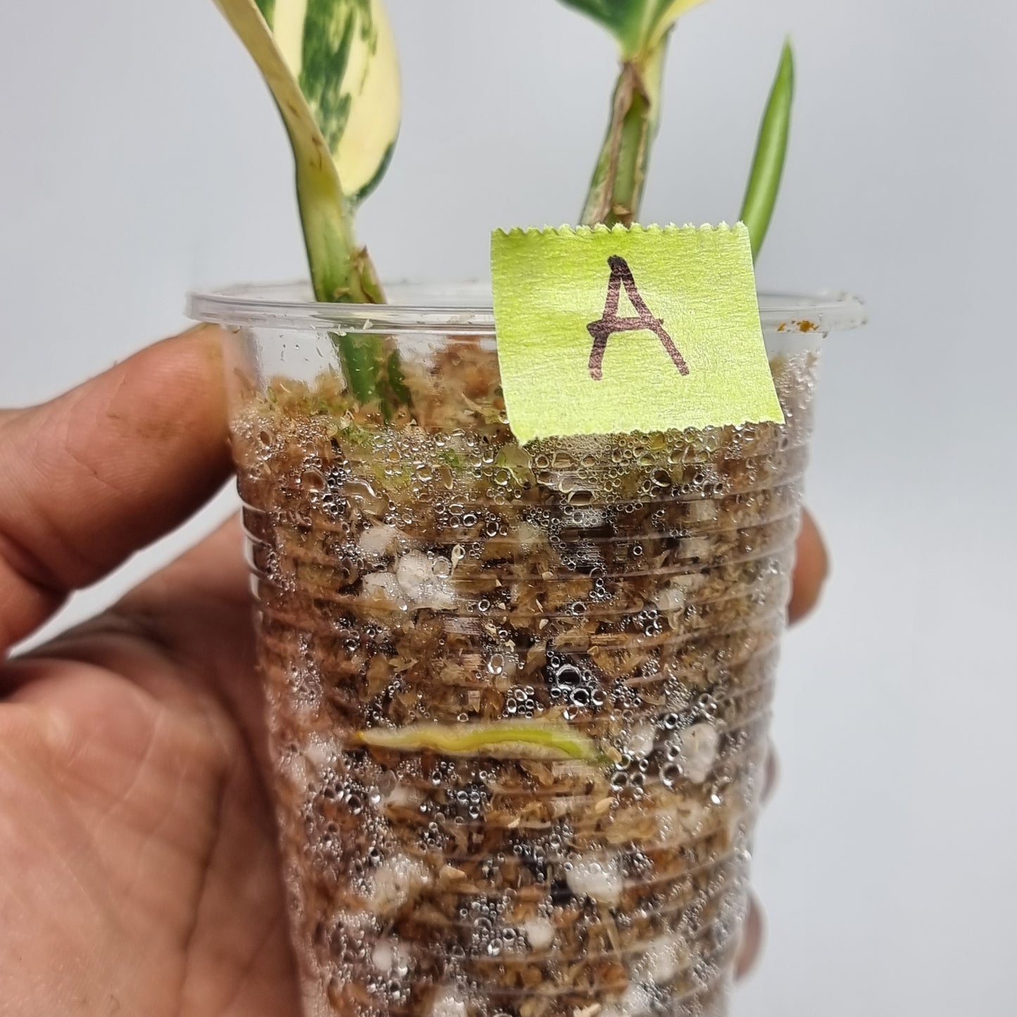 Scindapsus rupestris Aurea variegated