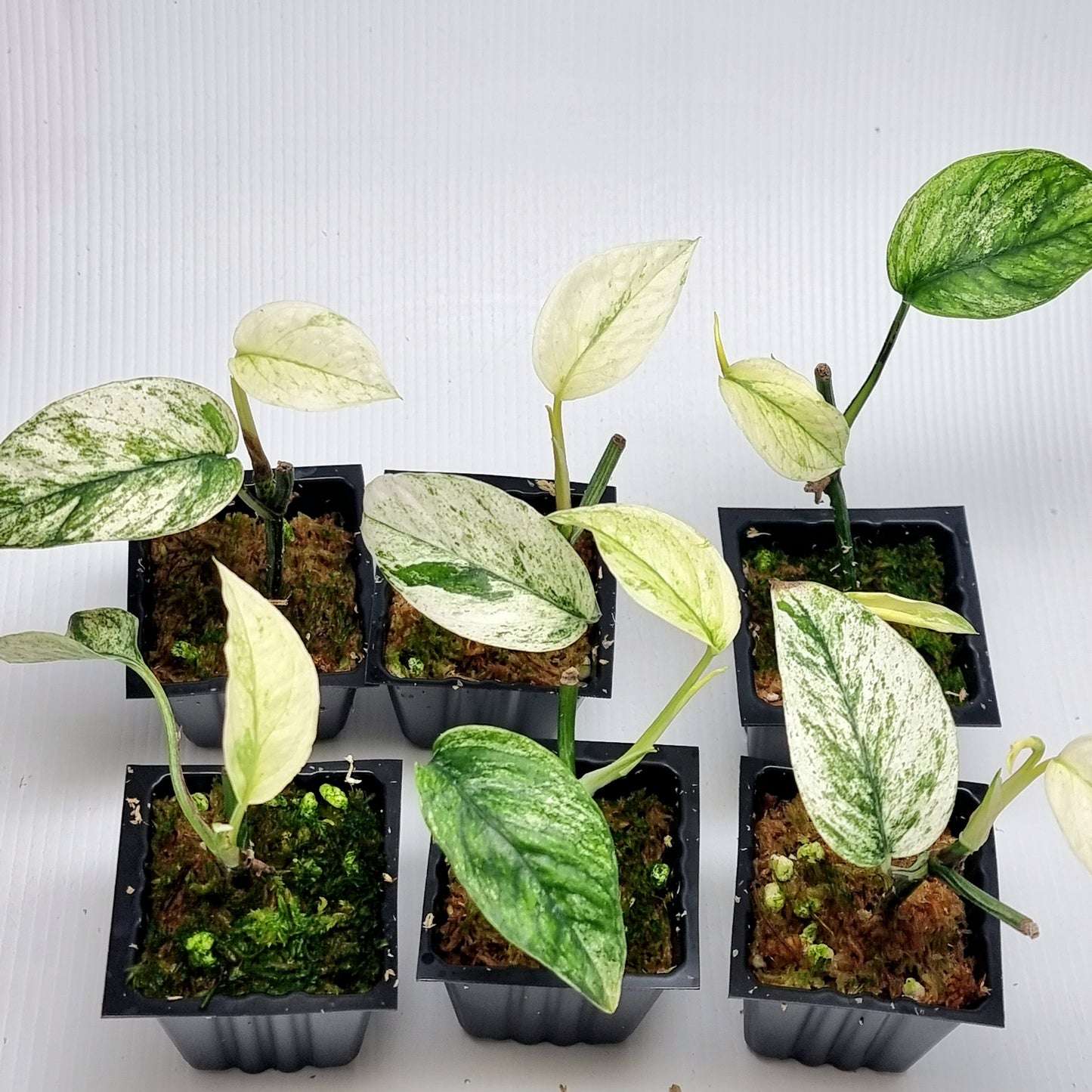 Epipremnum pinnatum Marble sp Bali Hanoman from cuttings