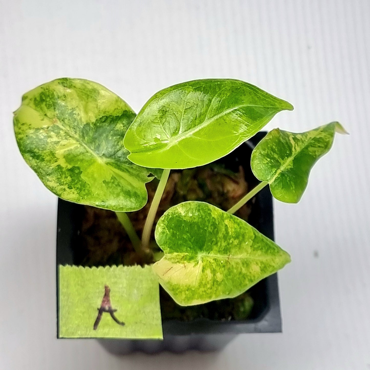 Alocasia longiloba Grandis Aurea Variegated