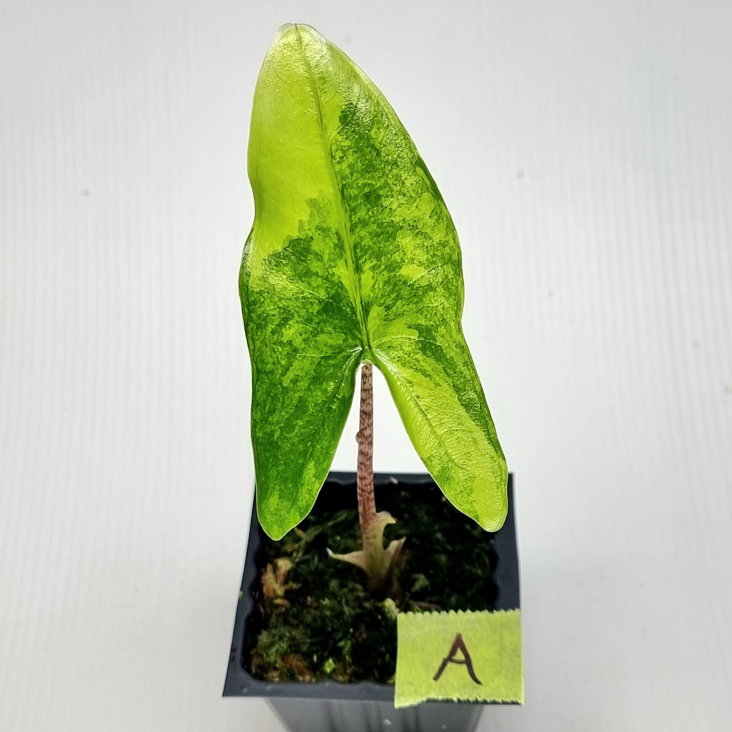 Alocasia zebrina Variegated