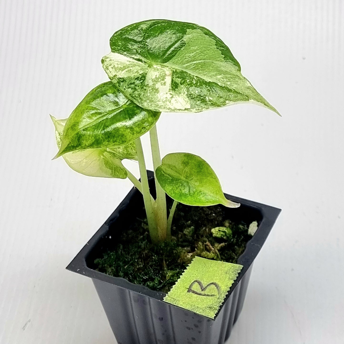 Alocasia Nairobi Night Variegated