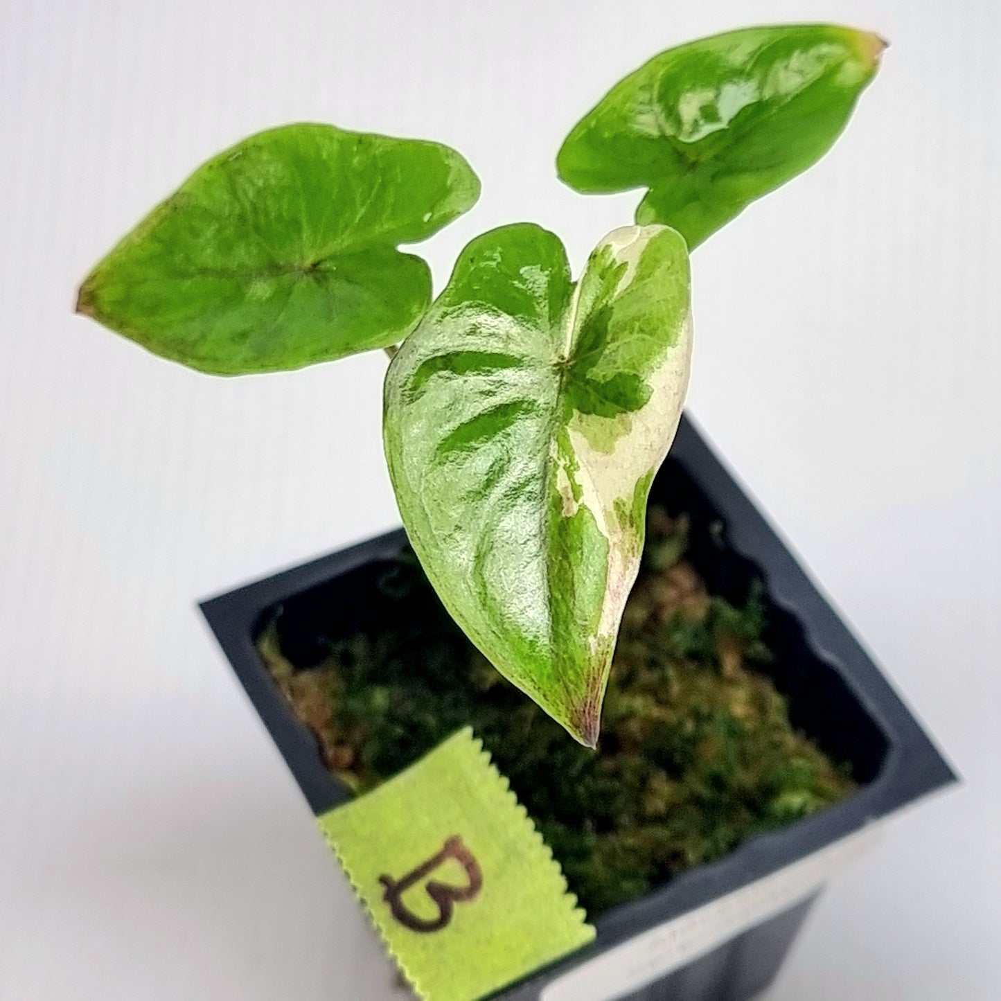 Alocasia Serendipity Variegated