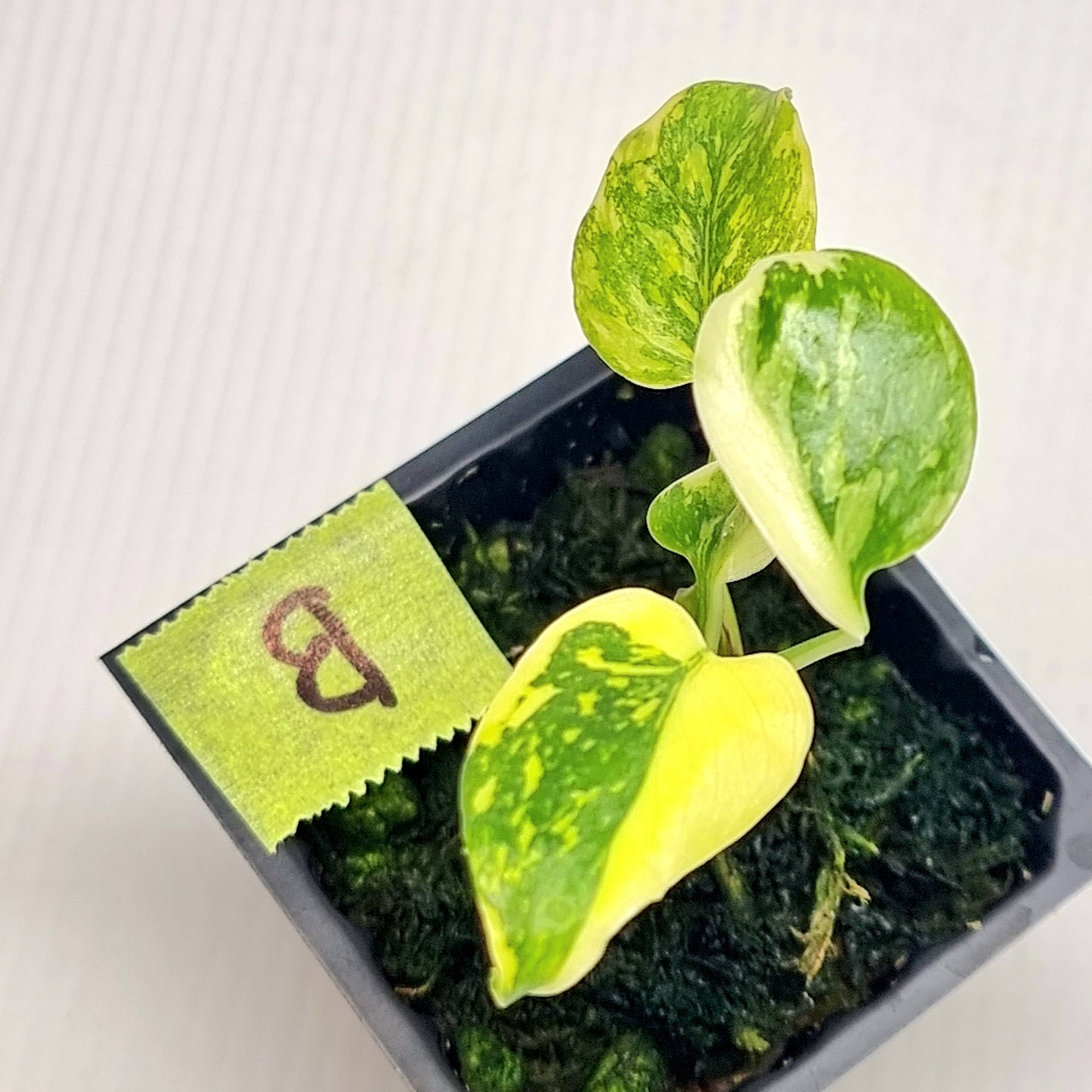 Monstera Electrolyte