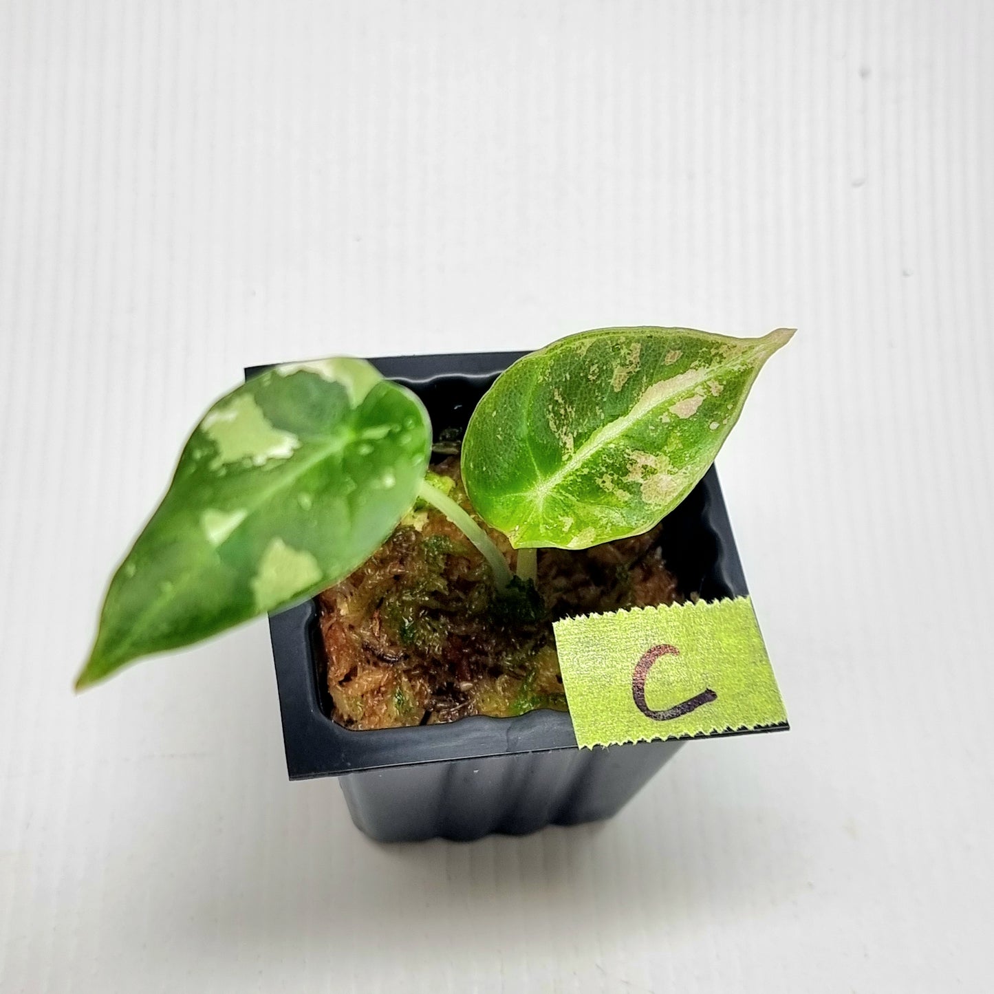 Alocasia black velvet Pink Variegated